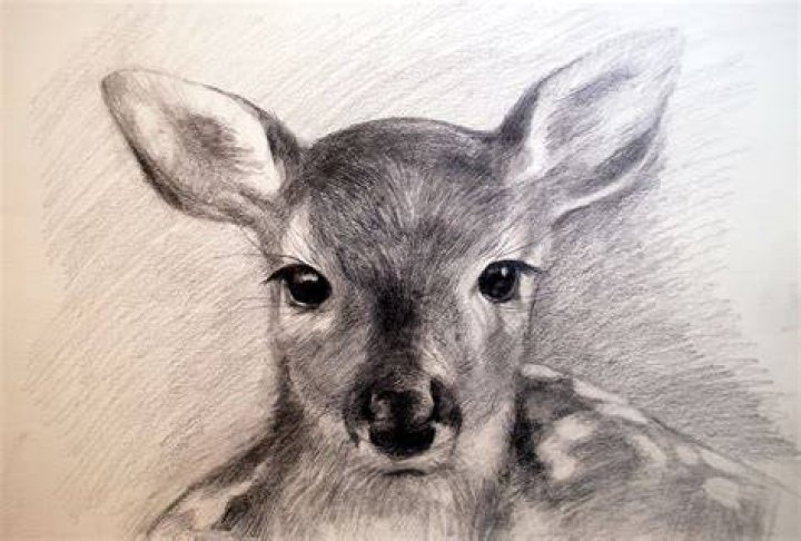 WhiteTailed Deer Original Pencil Drawing by Dennis Mayer Jr. Valued at