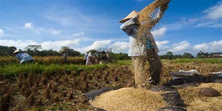 winnowing Overview, Structure, Properties & Uses