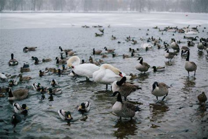 WNYC Features Alliance Animal Pro Marty Woess Prospect Park Alliance