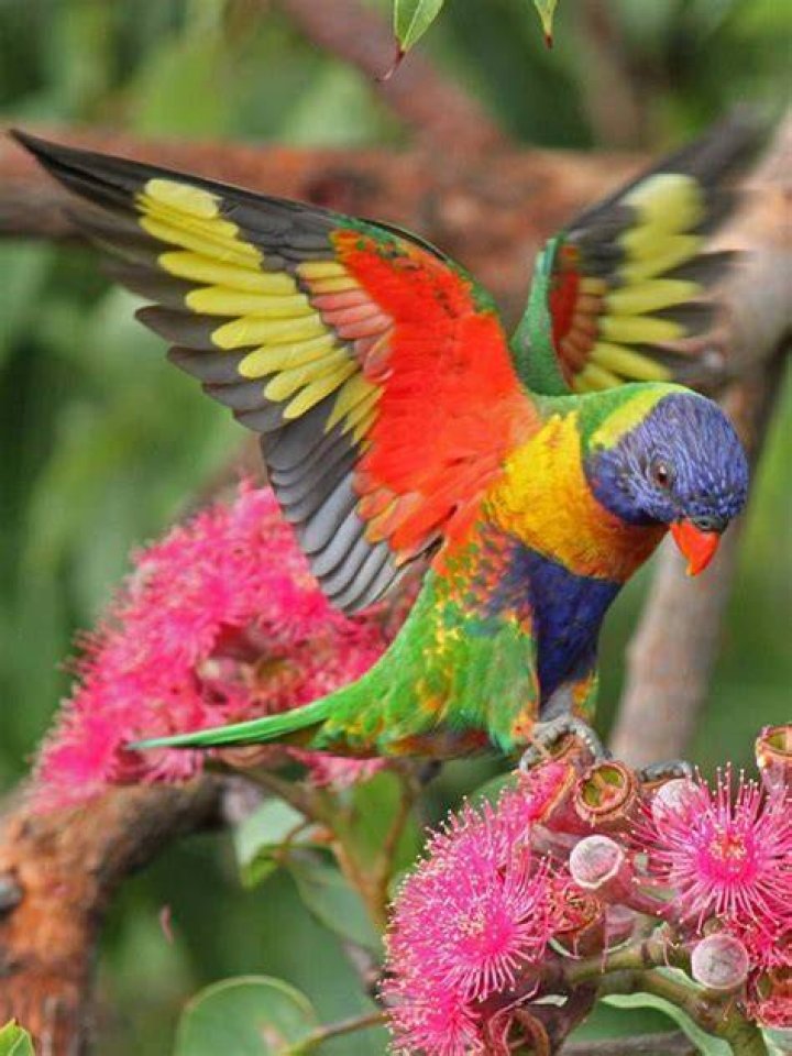wtxchRainbow Lorikeet by Dave Taylor Tumblr Pics