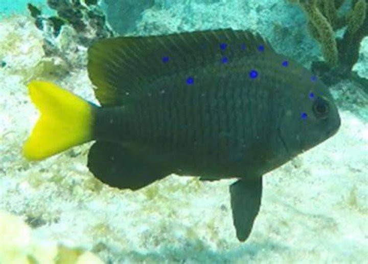 Yellow Tail Damselfish Into the Blue Jameson Saltwater Ecosystems Canada