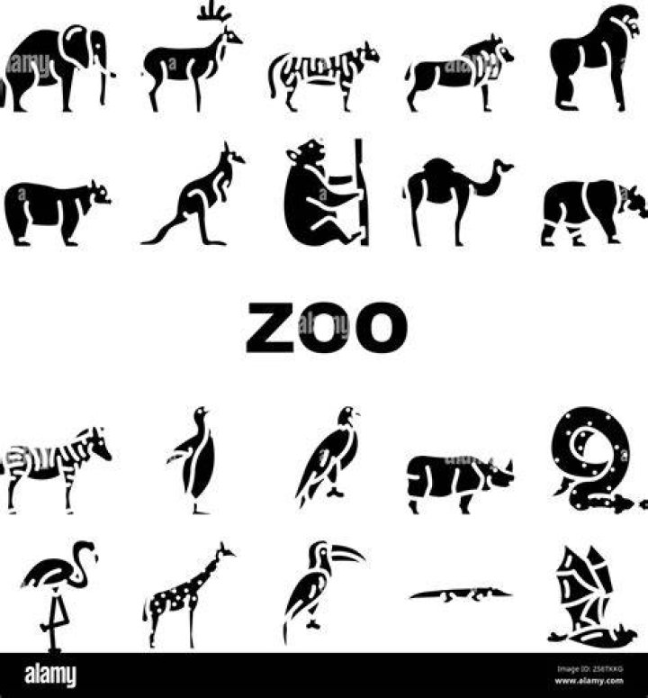 Zoo Animals Vector Art, Icons, and Graphics for Free Download